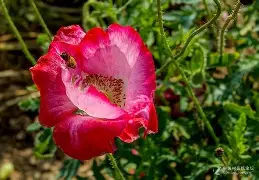 开云体育官网-0藂'发煒	P醷d硃?罂?醃紆醴+宵